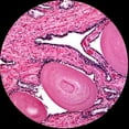 thumbnail image 4 of AmScope 40x-2500x Dual-View Compound Microscope with Mechanical Stage New, 4 of 4