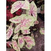 Blue Buddha Farm: Seafoam Pink Caladium (2 Bulbs) - Easy to Grow Indoor or Outdoor Perennial Plant