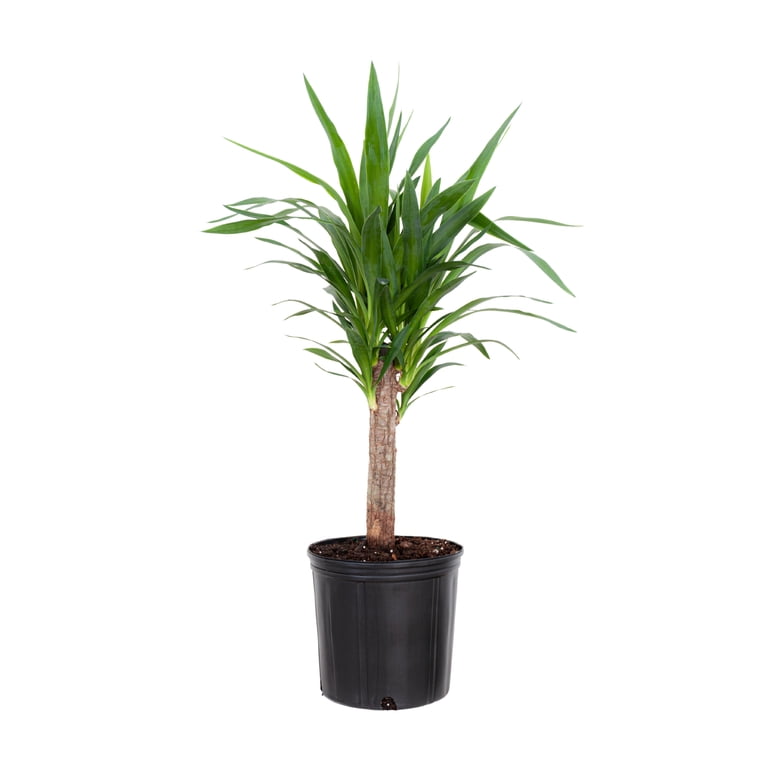 eucalyptus bush plant Eucalyptus Plant Care Guide main image 0