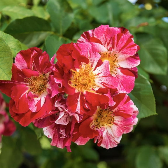 Fourth of July Dormant Bare Root Climbing Rose, Includes one dormant plant per order