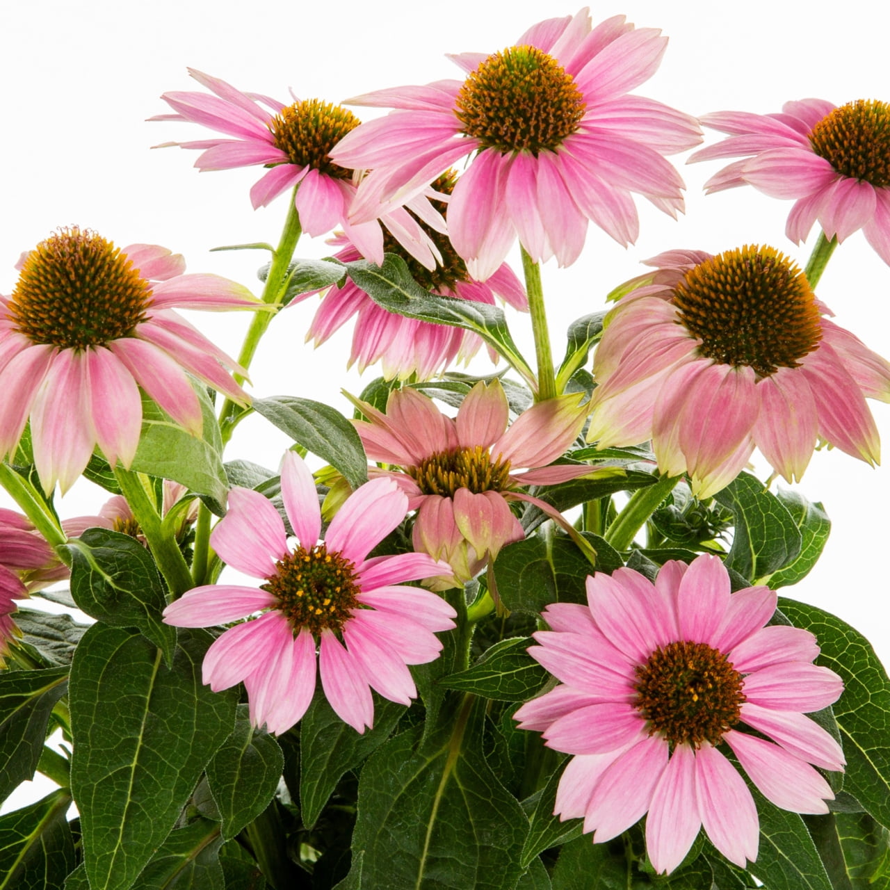 Expert Gardener 2QT Pink Echinacea Live Perennial Plant Sun 3-Pack