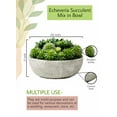 thumbnail image 5 of Serene Spaces Living 7" Echeveria Succulent Mix in Bowl - for Weddings and Home Décor, Real Looking Succulent for Decoration, Single, 5 of 6