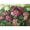 thumbnail image 2 of Strube, Ling 24x19 Gold Ornate Wood Framed with Double Matting Museum Art Print Titled - German Hydrangeas, 2 of 4