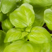 Proven Winners® 1.56PT Green Herb Basil Amazel Live Plants with Logo Pot