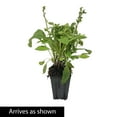 thumbnail image 3 of 1 Gal. Pot, Camelot Lavender Flowering Foxglove Perennial Plant - 1 plant per offer, 3 of 3