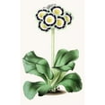 thumbnail image 2 of Anonymous 13x18 Black Ornate Wood Framed Double Matted Museum Art Print Titled - Auricula, Chapan's Maria (1852-1861), 2 of 5