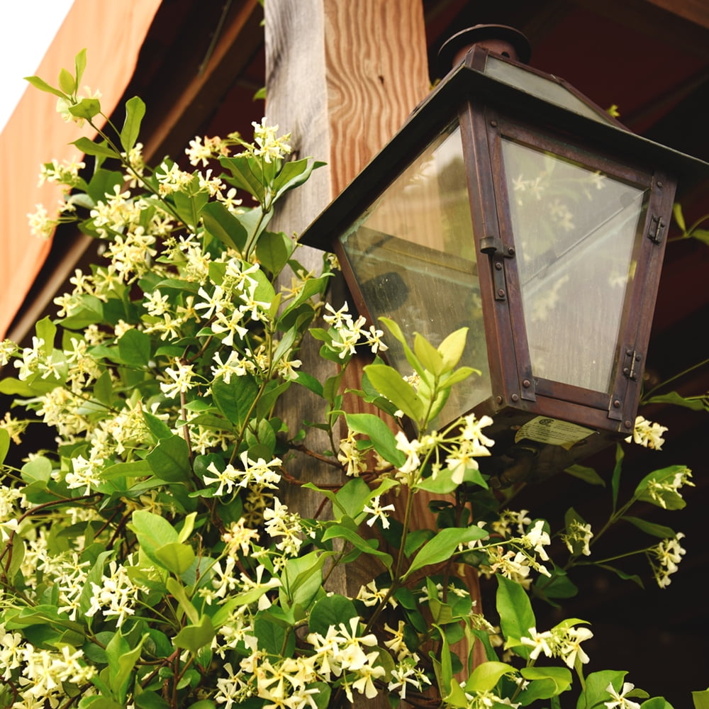 Perfect Plants Nursery Confederate Jasmine - Thumbnail 5