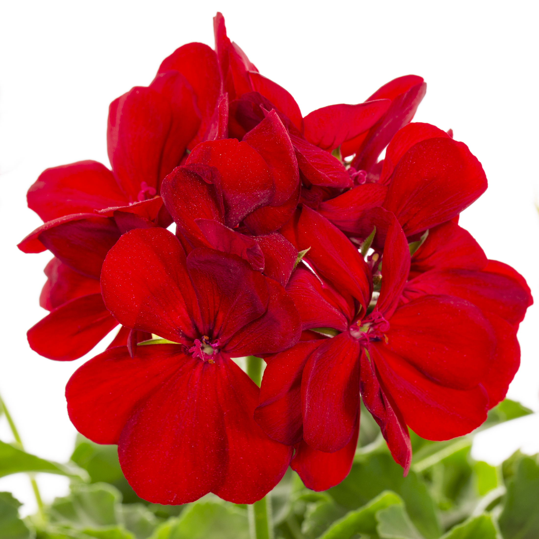 Better Homes & Gardens 3QT Red Geranium Vinca Live Annual Plant Sun 2-Pack