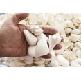 thumbnail image 2 of 1 Lb White Seashell Mix (Large) Beach Wedding Coastal Cottage Kids Crafts Nautical Home Decor Vase Filling, 2 of 3