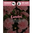 thumbnail image 5 of Pure Carnation Tealight Candles Multi Pack - 12 Pink Premium Scented Tea Lights - Essential & Natural Oils - Shortie's Candle Company, 5 of 7