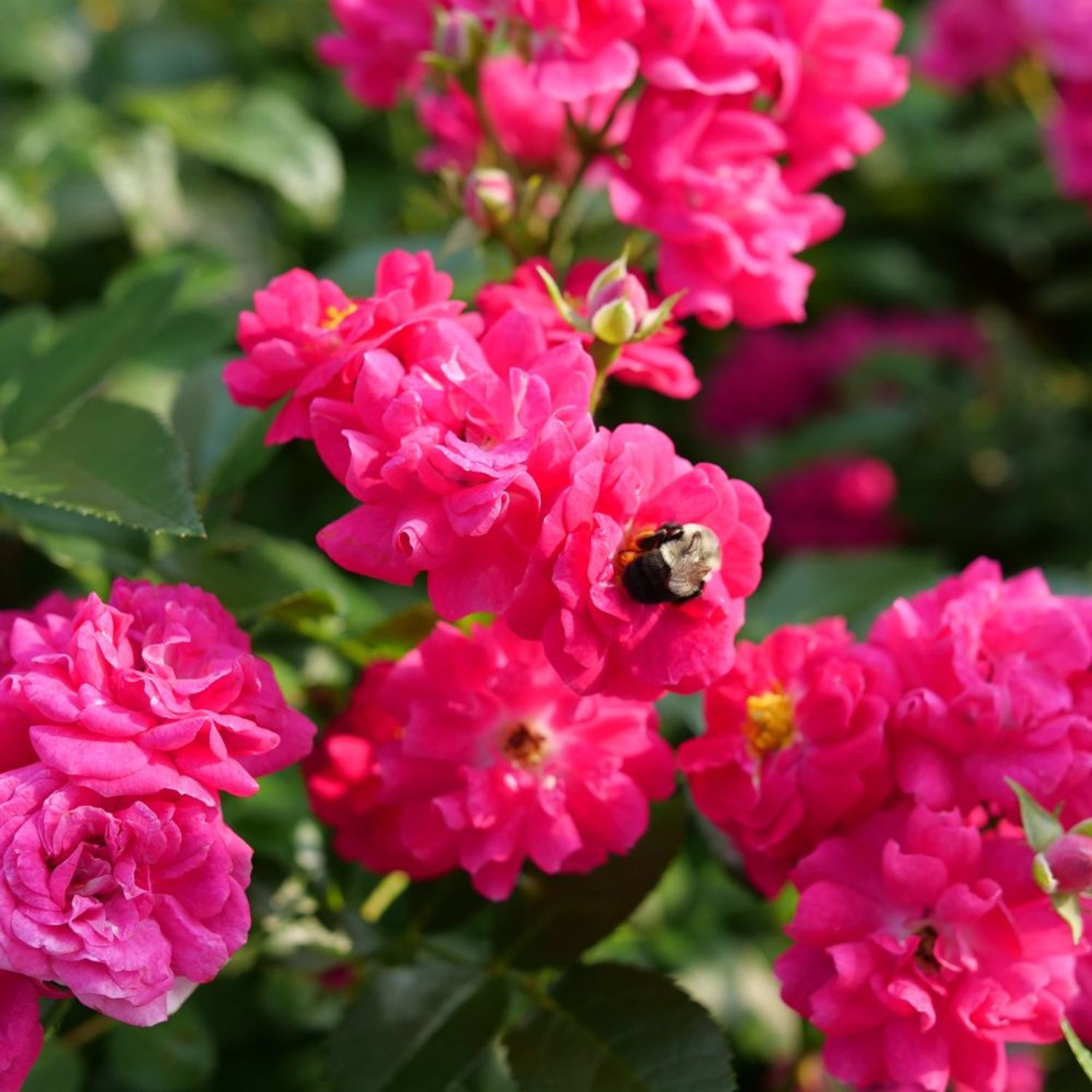 Proven Winners ColorChoice 5" Pink Oso Easy Peasy Rose Live Plant in 4.5" Pot (4 Count)