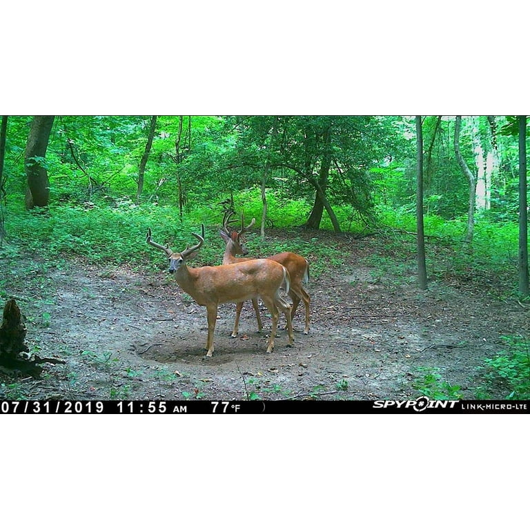 SPYPOINT Link-Micro-LTE Cellular Trail Camera Twin Pack with Two