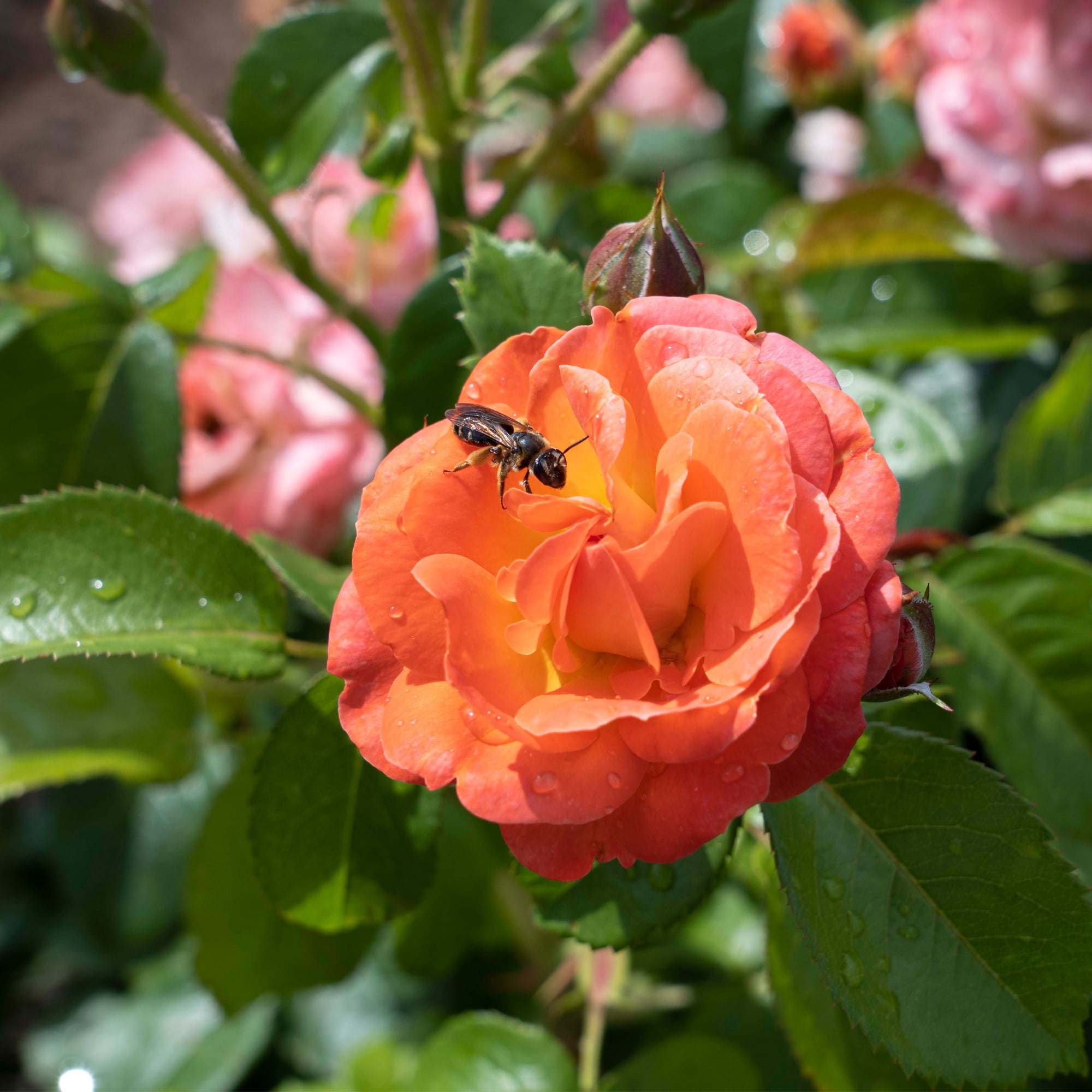 The Knock Out® Family of Roses 'The Orange Glow Knock Out® Rose' Live Shrub in 2-Gallon Grower Pot