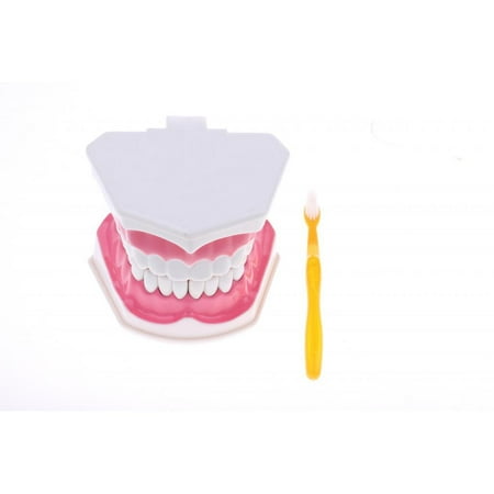 2X Large Mouth Model (Removable ) Educative Mouth Caring Display, Teaching Study Supplies, Doctor Office Decor