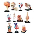 thumbnail image 3 of Human Body Organ Model Human Organ Puzzle Human Body Model for Biology Learning Teeth, 3 of 8