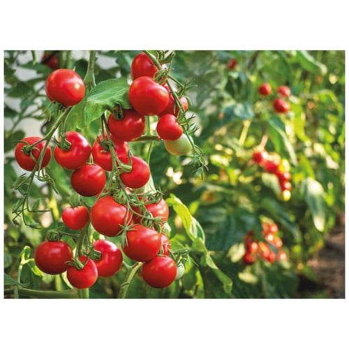 M&S Italian Cherry Tomatoes 400g, British Import (Pack of 3)