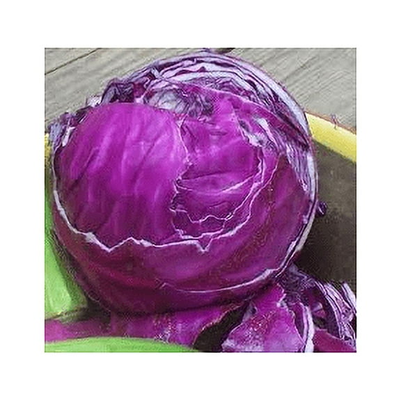 Cabbage Red Acre Great Heirloom Vegetable by Seed Kingdom Bulk 5 Lb Seeds