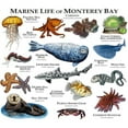 thumbnail image 2 of CafePress - Marine Life Of Monterey Bay Mug - 11 oz Ceramic Mug - Novelty Coffee Tea Cup, 2 of 4