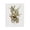 Butterfly Grove Botanical Illustration, variant on Stupell Industries Scandinavian Bumble Bee & Flower Canvas Art, 16 x 20, by House Fenway
