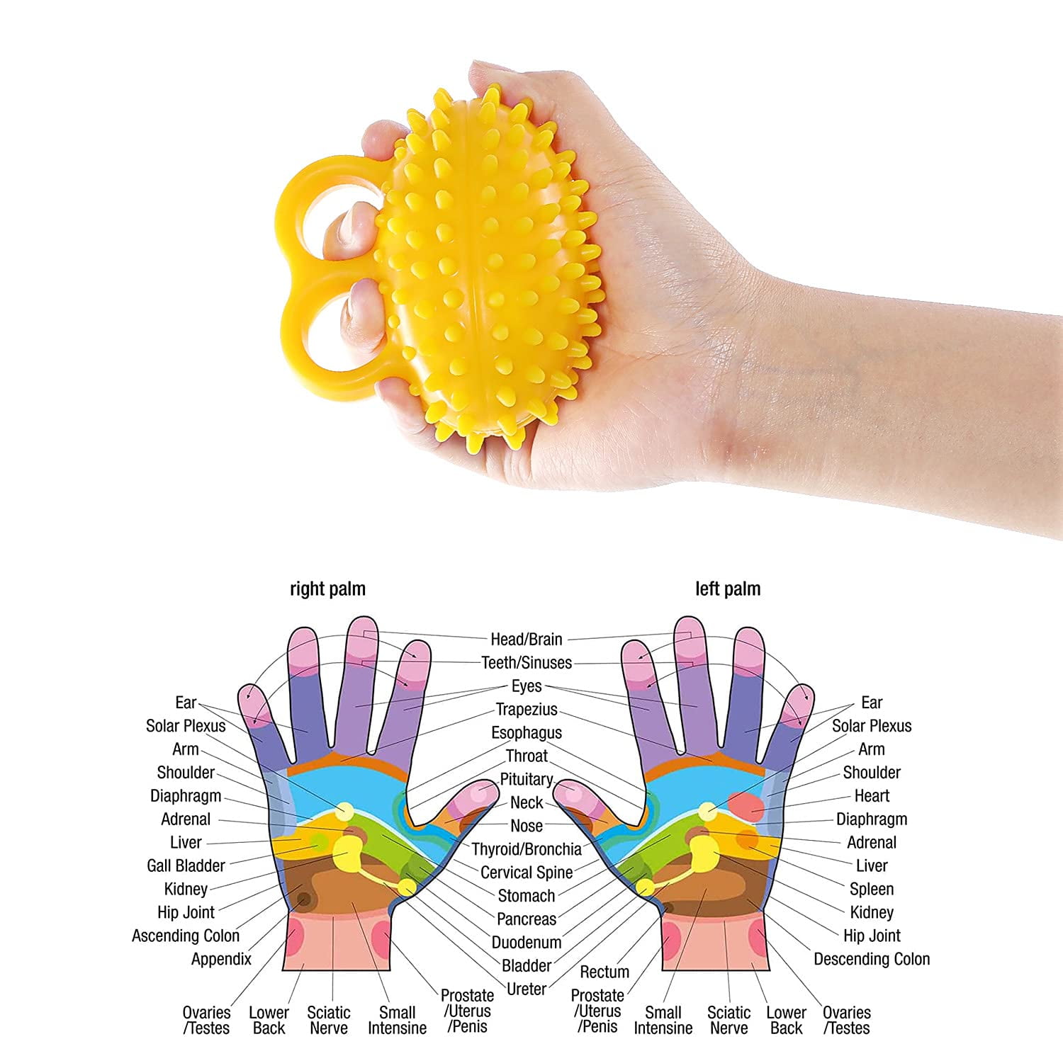 Hand Therapy Ball Finger Ball Exerciser Grip Ball & Hand Strengthener