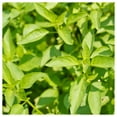 thumbnail image 4 of Everwilde Farms - 1000 Organic Lemon Basil Herb Seeds - Gold Vault Jumbo Bulk Seed Packet, 4 of 5