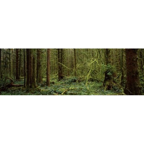 Trees in a forest Hoh Rainforest Olympic Peninsula Washington State USA Canvas Art - Panoramic Images (36 x 12)