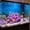 Purple-Free Size/PP, variant on Luminous Shells Glow Pebbles 50PCS Aquarium Sand Decor Fluorescent Stones Fish Tank Ornament