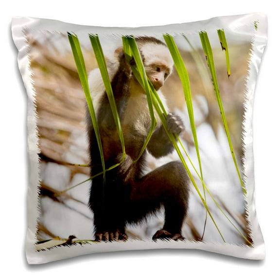 3dRose, Capuchin Monkey, Osa Peninsula, Costa Rica - SA22 JGS0010 - Jim Goldstein, 16x16 inch Pillow Case