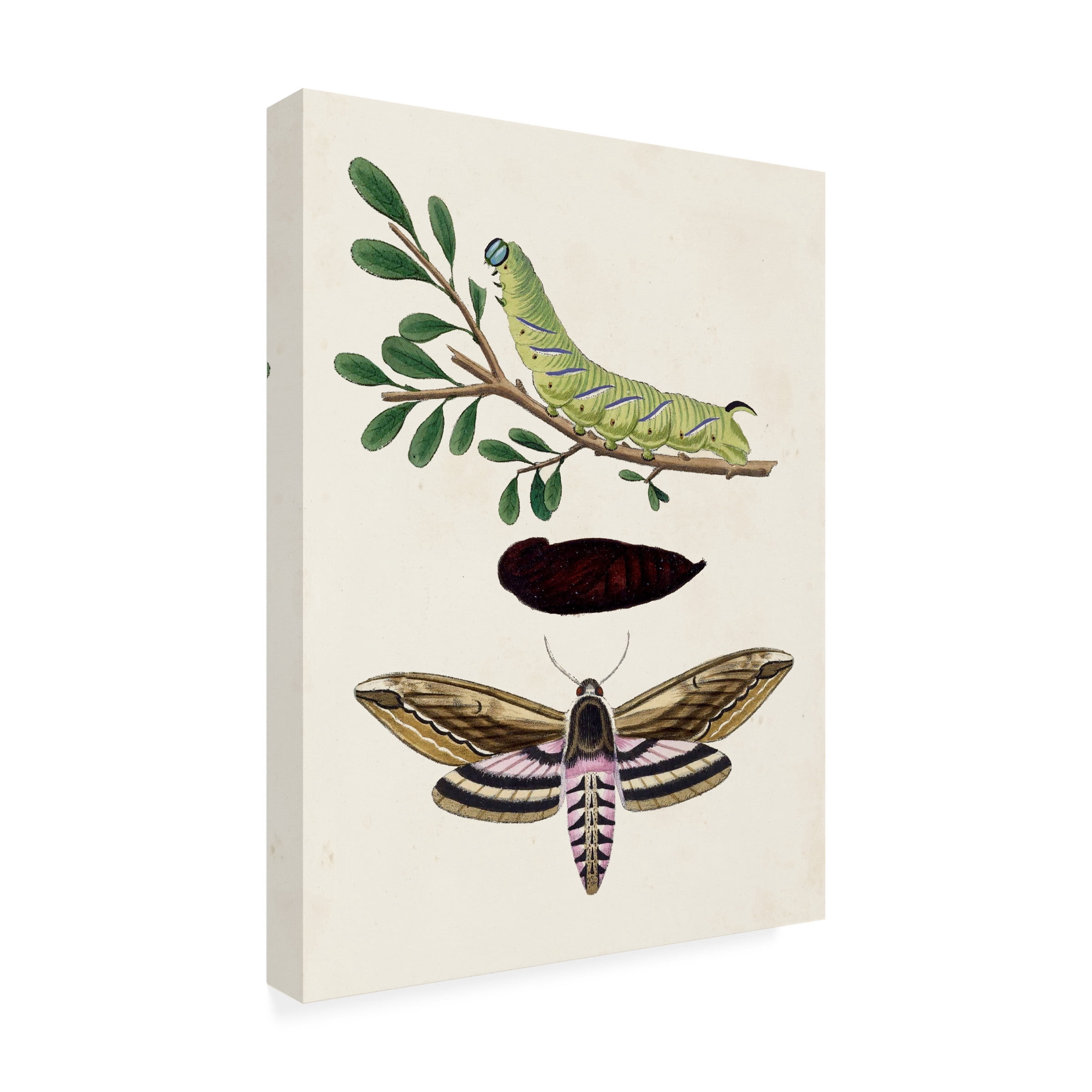 Unknown 'Caterpillar and Moth I' Canvas Art