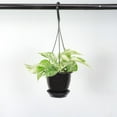 thumbnail image 6 of Live Marble Queen Pothos Plant - 4" Hanging Pot - Black, 6 of 6