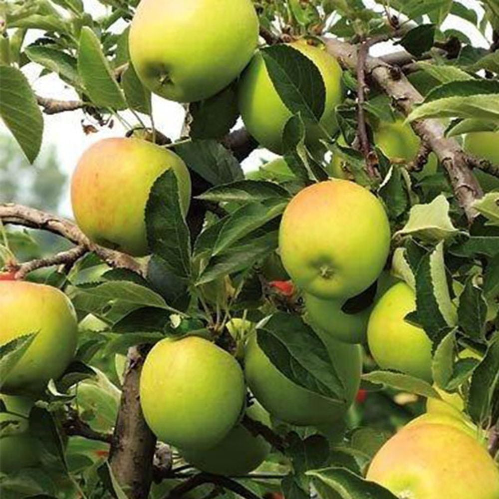 Expert Gardener 3-4 ft tall Golden Dorsett Apple Live Tree in 7-Gallon Grower Pot