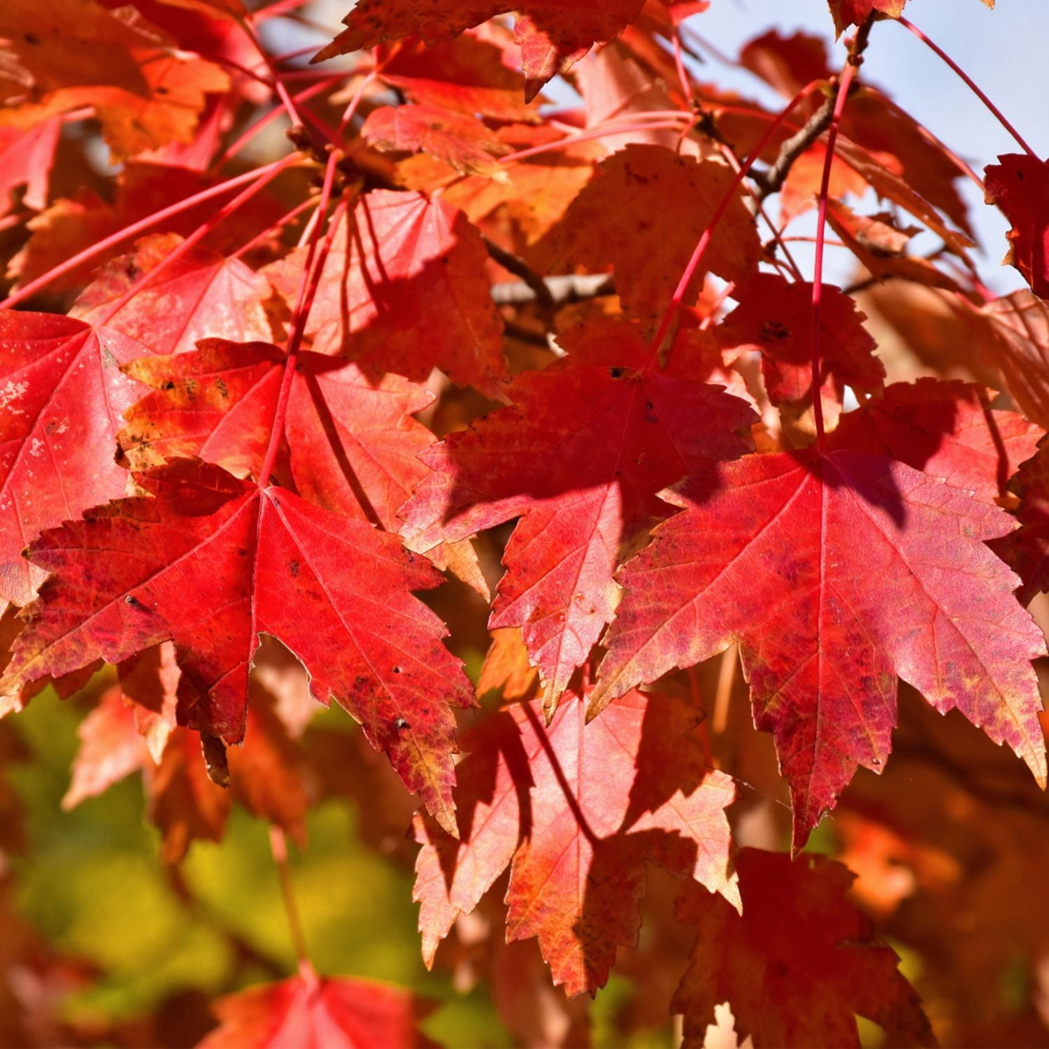 Expert Gardener 1- 1.5 ft tall Sun Valley Maple Live Tree in 1-Gallon Grower Pot