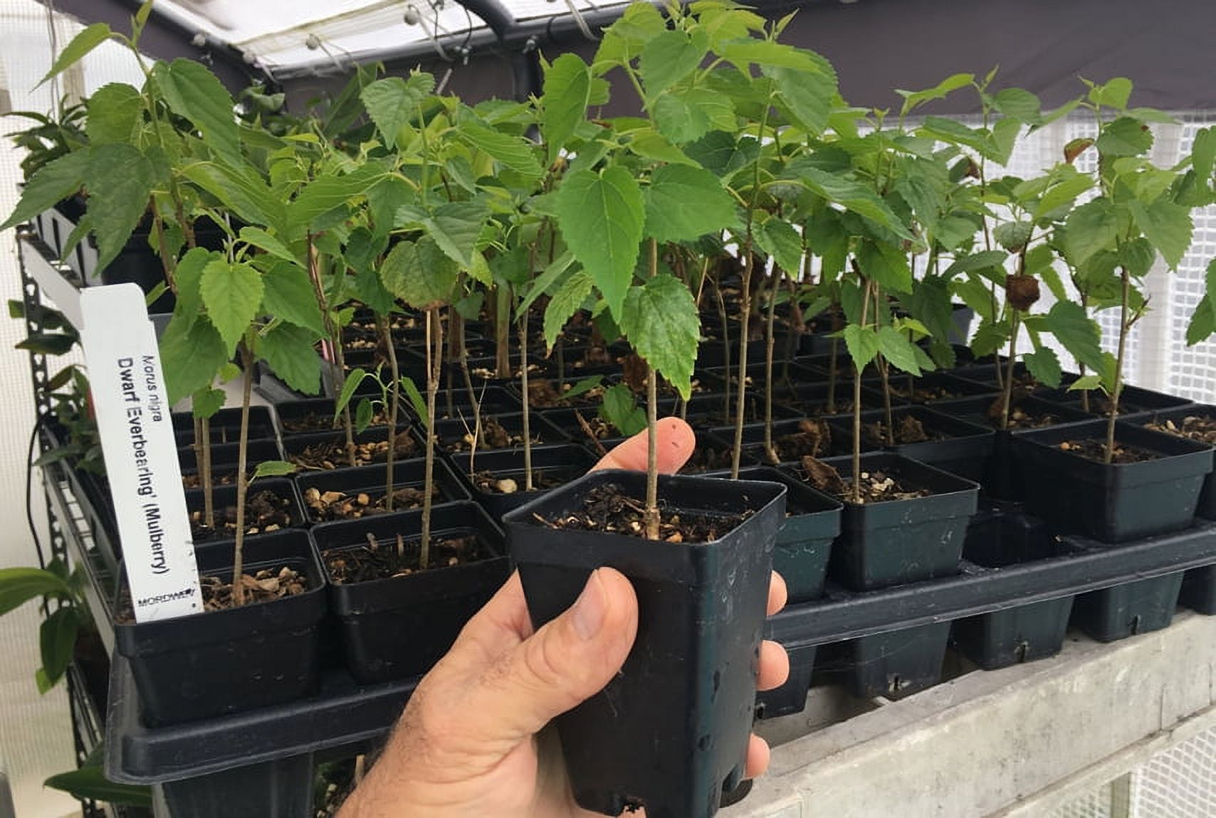 Dwarf Black Mulberry - Everbearing Live Plant Fruit - Morus Nigra