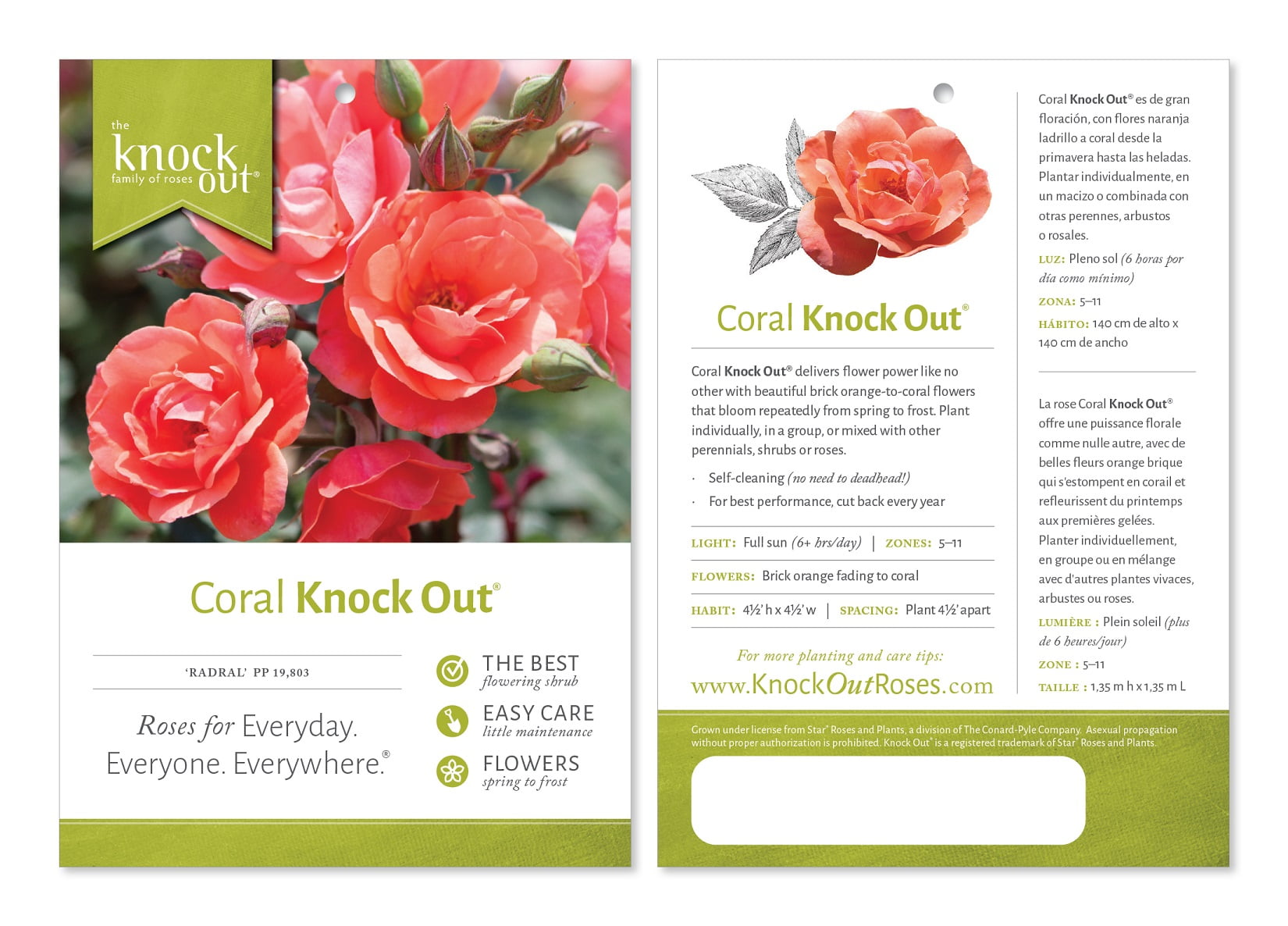 The Knock Out® Family of Roses 'The Coral Knock Out® Rose' Live Shrub in 1-Gallon Grower Pot