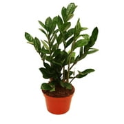 ZZ Plant (Zamioculcas Zamiifolia) - 6" from YeSayH