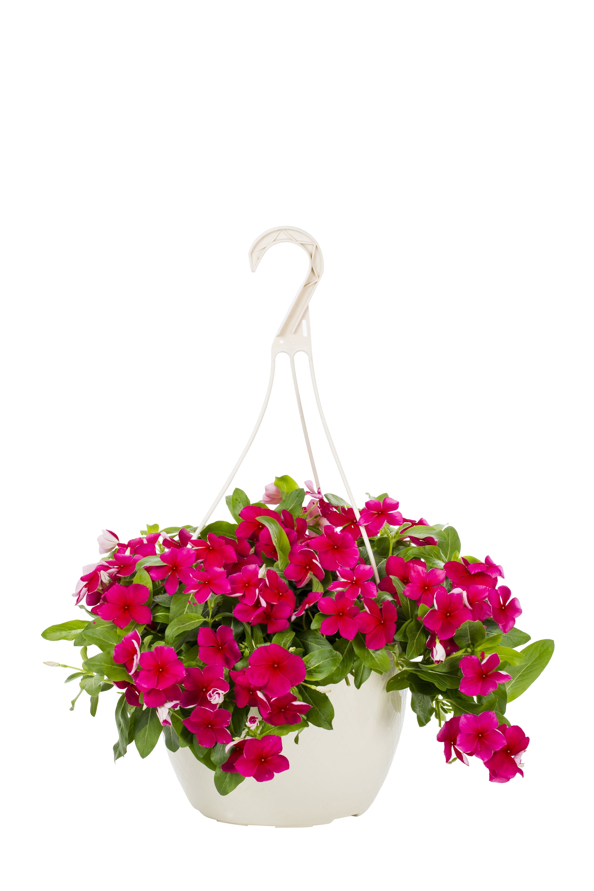 Expert Gardener 1.5G Multicolor Vinca Live Plants with Hanging Basket
