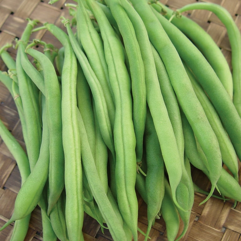 Beansページ Burpee Kitchen King Garden Bean Seeds - Non-GMO, Bush Bean