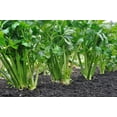 thumbnail image 6 of 1000 Seeds TALL UTAH CELERY Apium Graveolens Dulce Vegetable Seeds, 6 of 9