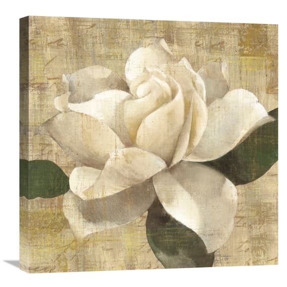 Global Gallery Albena Hristova 'Gardenia Blossom on Script' Canvas Wall Art