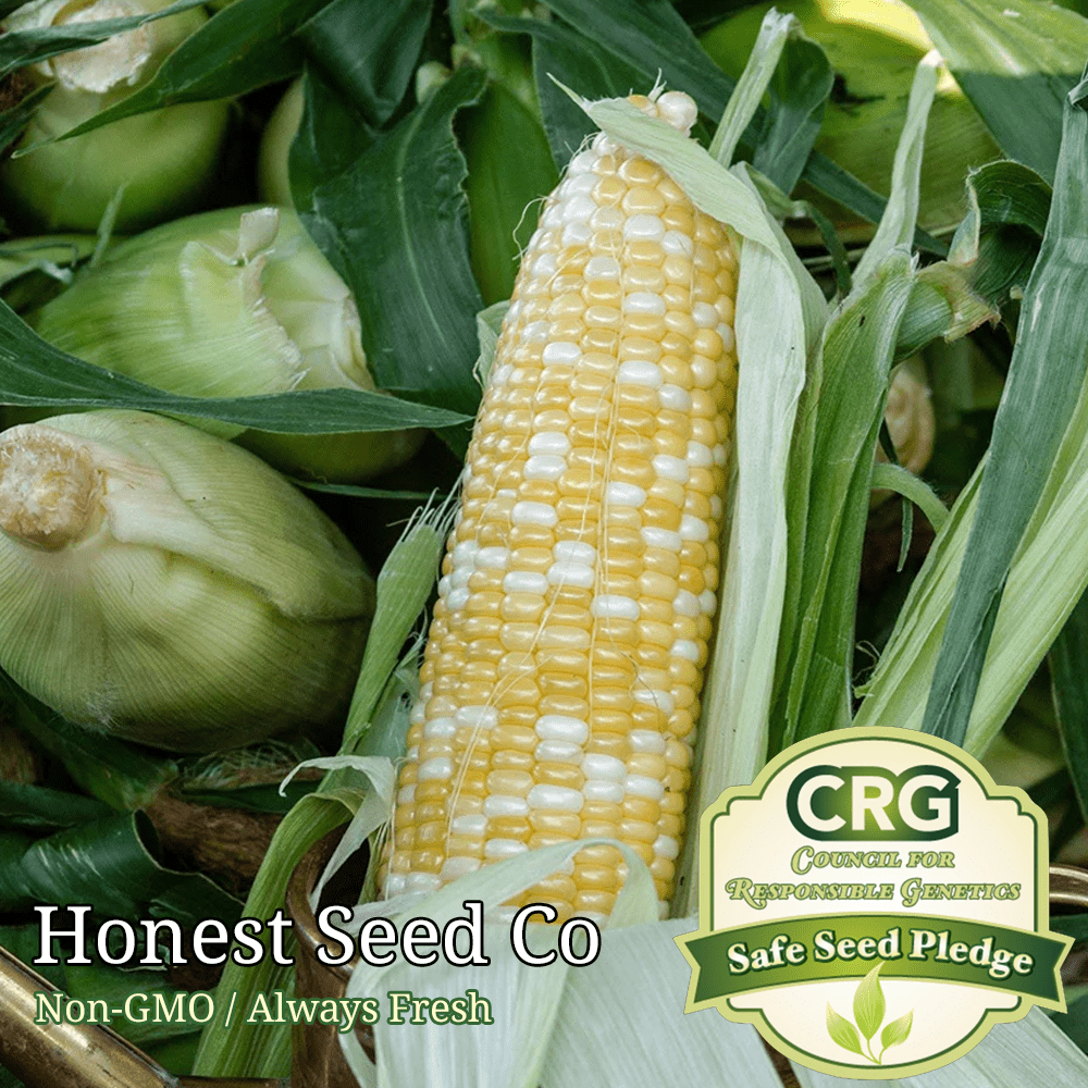 BULK Peaches & Cream SWEET Corn Seeds UNTREATED NonGMO Fresh Garden Seeds