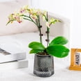 thumbnail image 1 of Self-Watering Transparent Flower Pot, Small Planter for Hydroponics, Automatic Watering System, Indoor Home Decor, 1-Pack, 1 of 6