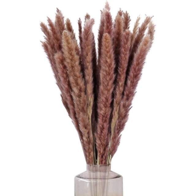 Ramo de hierba de pampa seca natural oso de fresa 30 piezas 60 cm Decoración marrón para bodas hogares