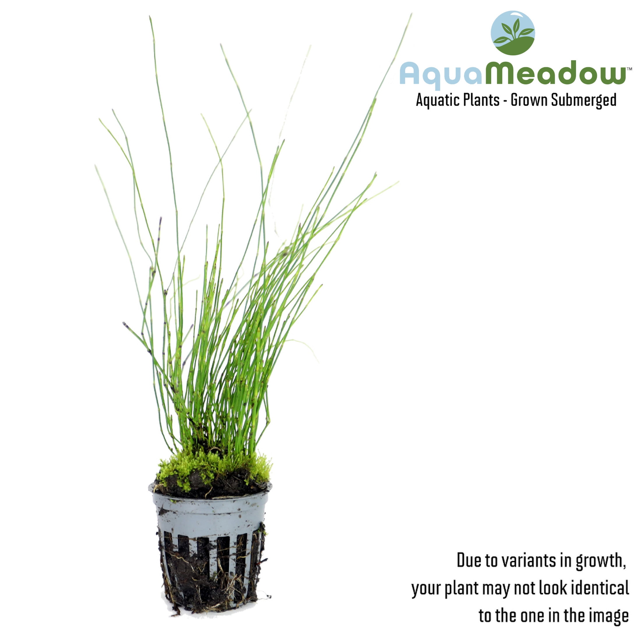 AquaMeadow Dwarf Horse Tail Rush Potted Reg 3pk