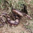 thumbnail image 3 of Prank Realistic Toy Rubber Large Novelty funny toy, 3 of 7