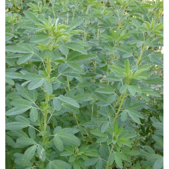 100 Chipilin Guatemalan Vegetable Seeds, Rare Heirloom Seeds, Chipilin Seeds for Planting