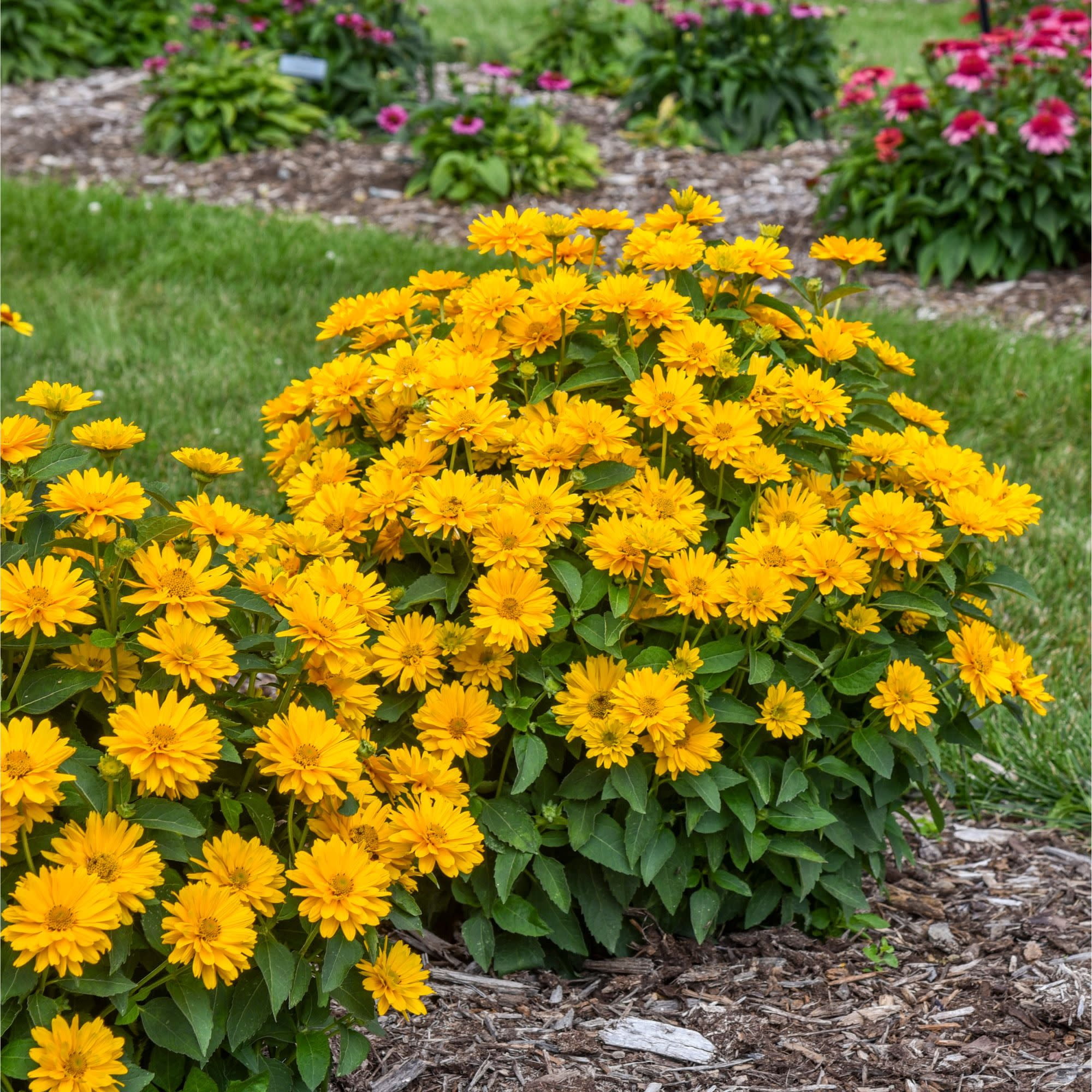 Proven Winners 5" Yellow Athena Gold False Sunflower Live Plant in 4.5" Pot (4 Count)