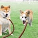 thumbnail image 1 of Xihbxyly Correa Doble para Perros, con Divisor de Longitud Ajustable, Sin Control de Rotación, Diseño con Doble Amortiguación, Ideal para Perros Pequeños, Asa Cómoda, Tamaño 210 X 1 Cm, 1 of 7