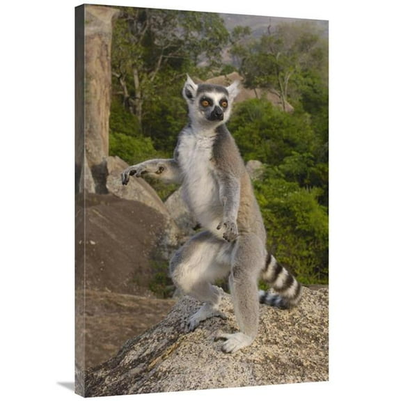 24 x 36 in. Ring-Tailed Lemur Male Standing Upright in the Andringitra Mountains, Madagascar Art Print - Pete Oxford