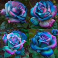 thumbnail image 1 of HIGHGW 100+ Rare Blue Pink Roses Seeds for Planting, Hybrid Rare Rose, Perennial Shrub, 1 of 1