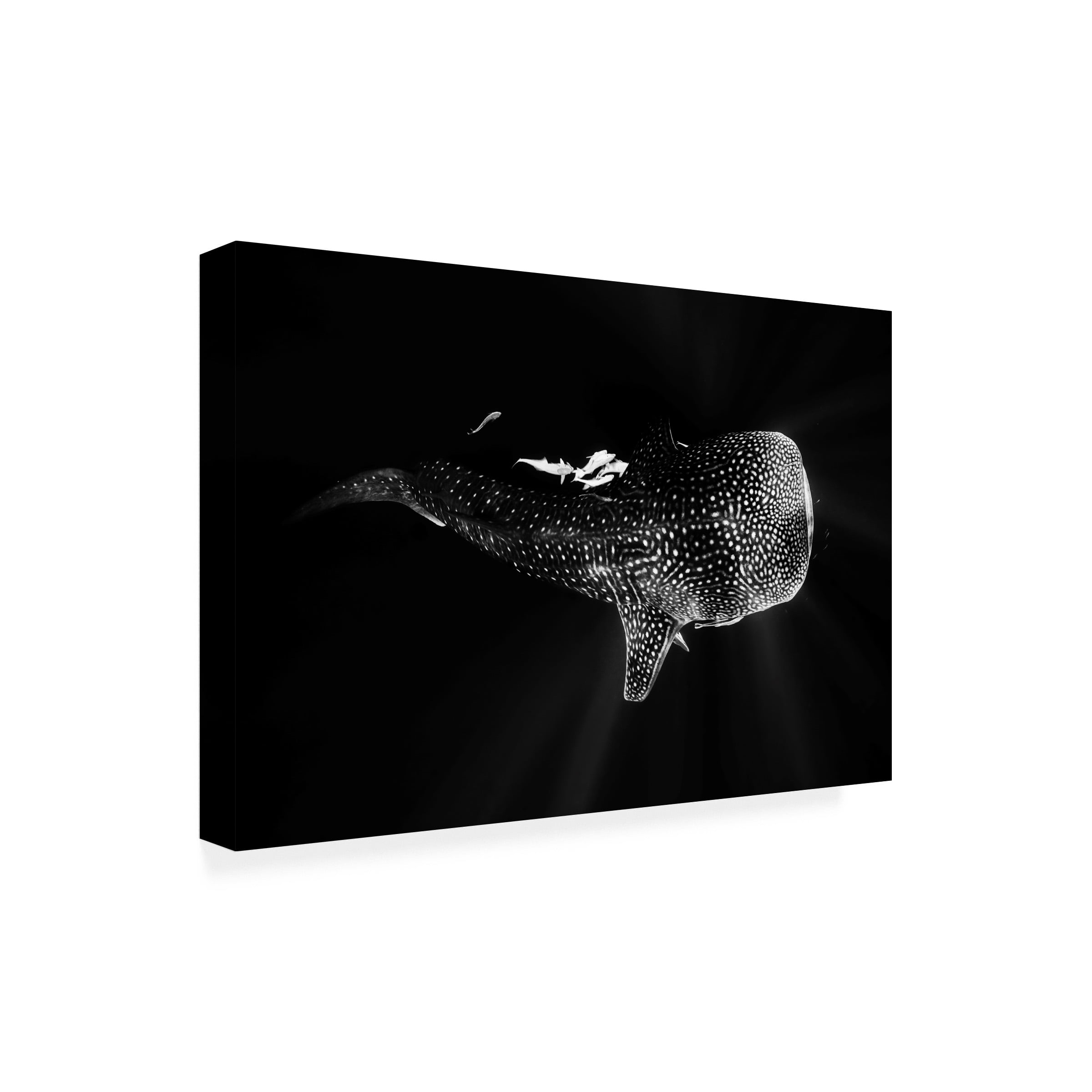 Barathieu Gabriel 'Black And Whale Shark' Canvas Art